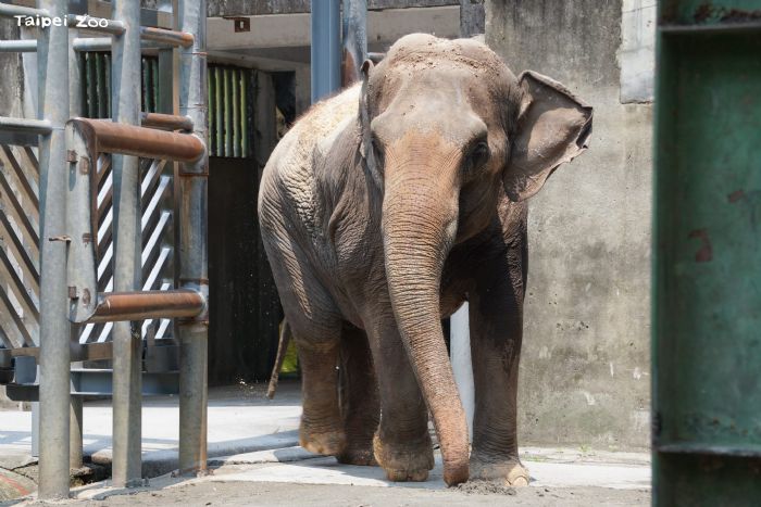 臺北市立動物園啟動雨林區更新，亞洲象友信、友愷暖心搬遷展開新生活